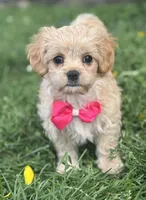Kandy, a female Cavalier King Charles Spaniel and Maltese for sale in Rock Stream, NY – 5 of 9