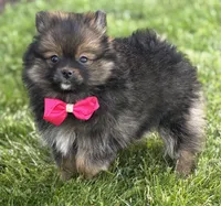 Muffin, a female Pomeranian for sale in Rock Stream, NY – 3 of 10