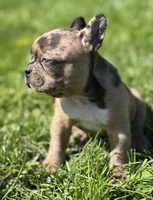 Cookie, a female Frenchton for sale in Rock Stream, NY – 2 of 10