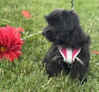 Miss Janie, a female Morkie for sale in Rock Stream, NY – 6 of 10