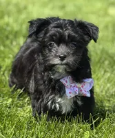 Zoey, a female Morkie for sale in Rock Stream, NY – 8 of 10