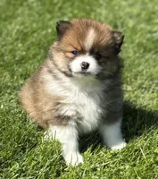 Moppet, a male Pomeranian for sale in Rock Stream, NY – 5 of 10