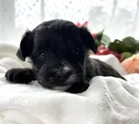 D'Lynn, a male Morkie for sale in Rock Stream, NY – Photo 6 of 9