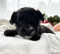 D'Lynn, a male Morkie for sale in Rock Stream, NY – Photo 3 of 9