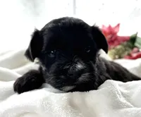 D'Lynn, a male Morkie for sale in Rock Stream, NY – Photo 4 of 9