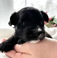 D'Lynn, a male Morkie for sale in Rock Stream, NY – Photo 7 of 9