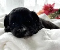 D'Lynn, a male Morkie for sale in Rock Stream, NY – Photo 9 of 9