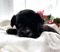 D'Lynn, a male Morkie for sale in Rock Stream, NY – Photo 8 of 9