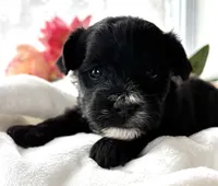 D'Lynn, a male Morkie for sale in Rock Stream, NY – Photo 5 of 9