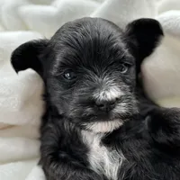 D'Lynn, a male Morkie for sale in Rock Stream, NY – Photo 2 of 9
