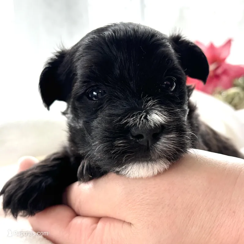 D'Lynn – Morkie puppy for sale in Rock Stream, NY