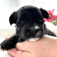 D'Lynn, a male Morkie for sale in Rock Stream, NY – Photo 1 of 9