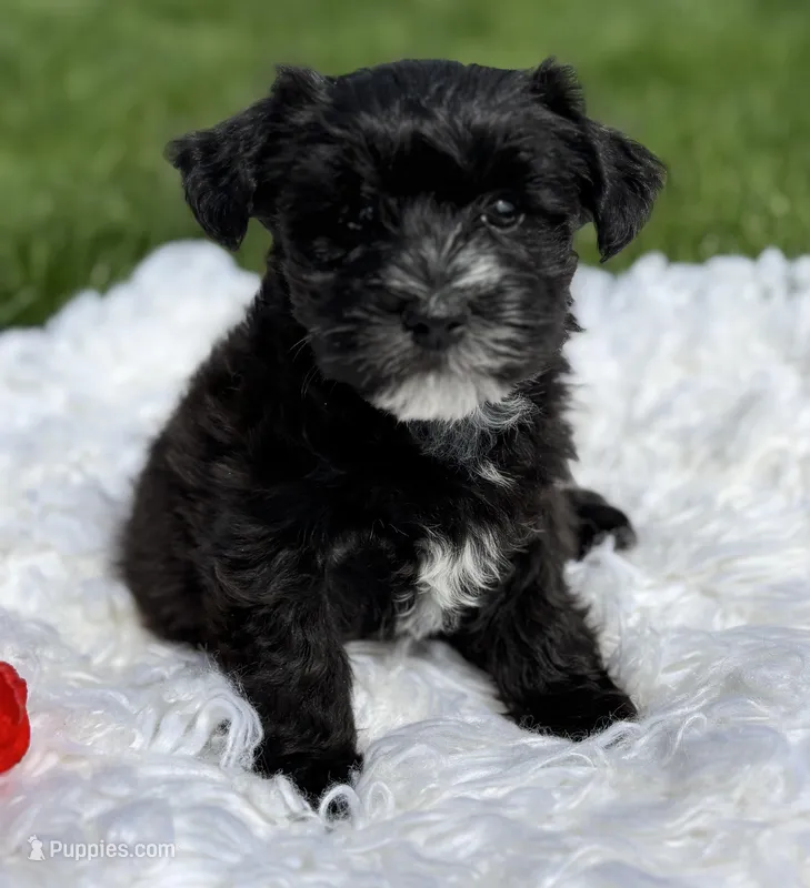 D'Lynn – Morkie puppy for sale in Rock Stream, NY