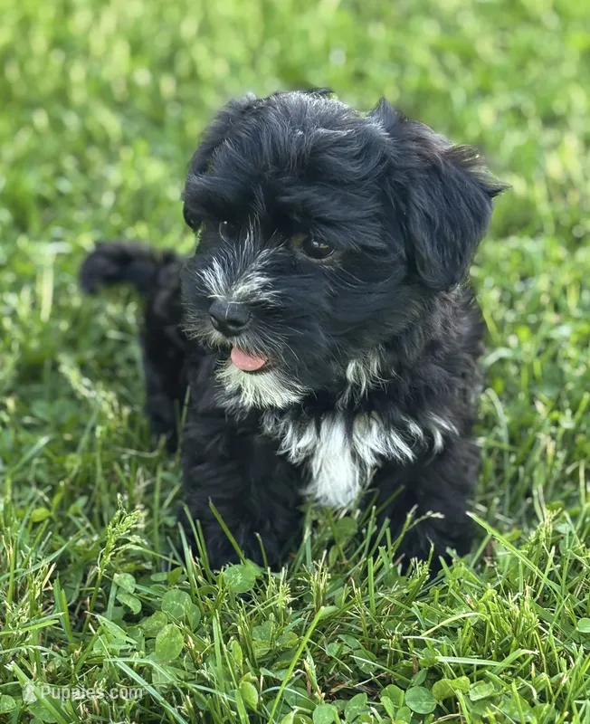 Jax – Morkie puppy for sale in Rock Stream, NY