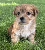 Brookie , a female Morkie for sale in Rock Stream, NY – 5 of 10