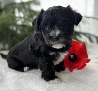 Jax, a male Morkie for sale in Rock Stream, NY – Photo 10 of 10
