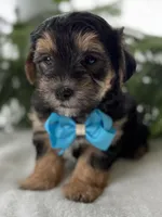Jace, a male Morkie for sale in Rock Stream, NY – Photo 9 of 10