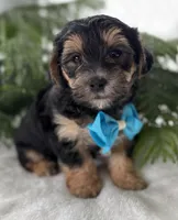 Jace, a male Morkie for sale in Rock Stream, NY – Photo 1 of 10