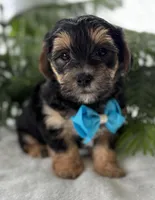 Jace, a male Morkie for sale in Rock Stream, NY – Photo 4 of 10