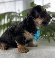Jace, a male Morkie for sale in Rock Stream, NY – Photo 10 of 10