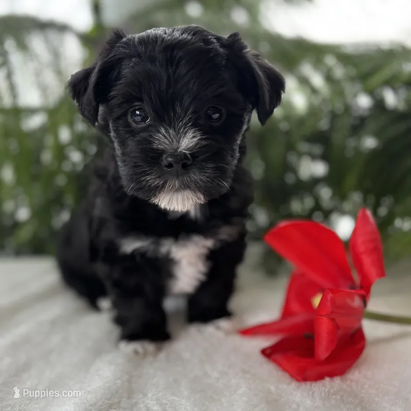 Jax – Morkie puppy for sale in Rock Stream, NY