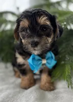 Jace, a male Morkie for sale in Rock Stream, NY – Photo 7 of 10