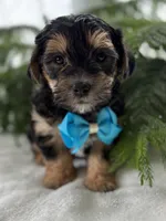Jace, a male Morkie for sale in Rock Stream, NY – Photo 6 of 10