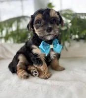 Jace, a male Morkie for sale in Rock Stream, NY – Photo 2 of 10