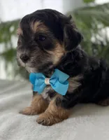 Jace, a male Morkie for sale in Rock Stream, NY – Photo 3 of 10