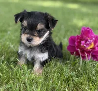 Baby Doll , a female Morkie for sale in Rock Stream, NY – 8 of 10