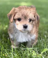 Bryce, a male Morkie for sale in Rock Stream, NY – 4 of 10