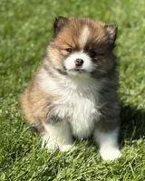 Moppet, a male Pomeranian for sale in Rock Stream, NY – 1 of 10