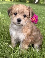 Bradley , a male Morkie for sale in Rock Stream, NY – 3 of 10