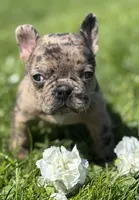 Coconut , a female Frenchton for sale in Rock Stream, NY – 6 of 10