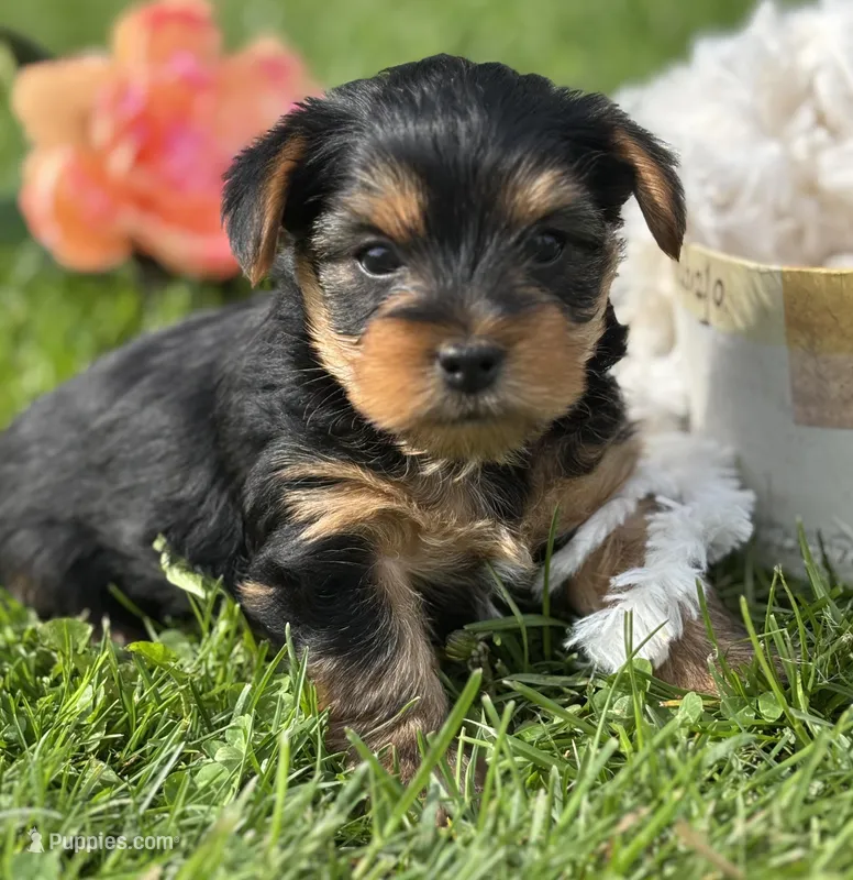 Cocoa, a male Yorkshire Terrier for sale in Rock Stream, NY – 1 of 10