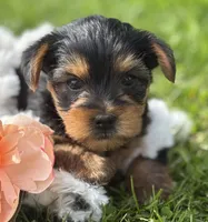 Cocoa, a male Yorkshire Terrier for sale in Rock Stream, NY – 2 of 10