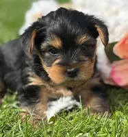 Cocoa, a male Yorkshire Terrier for sale in Rock Stream, NY – 6 of 10