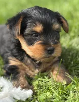Cocoa, a male Yorkshire Terrier for sale in Rock Stream, NY – 5 of 10