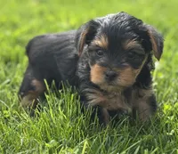 Cocoa, a male Yorkshire Terrier for sale in Rock Stream, NY – 8 of 10