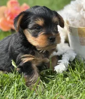 Cocoa, a male Yorkshire Terrier for sale in Rock Stream, NY – 4 of 10