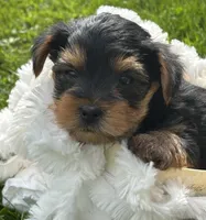 Cocoa, a male Yorkshire Terrier for sale in Rock Stream, NY – 3 of 10