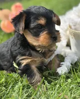 Cocoa, a male Yorkshire Terrier for sale in Rock Stream, NY – 10 of 10