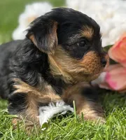 Cocoa, a male Yorkshire Terrier for sale in Rock Stream, NY – 9 of 10