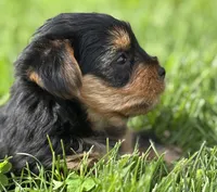 Cocoa, a male Yorkshire Terrier for sale in Rock Stream, NY – 7 of 10