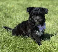 Zoey, a female Morkie for sale in Rock Stream, NY – 6 of 10