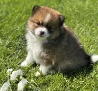 Moppet, a male Pomeranian for sale in Rock Stream, NY – 7 of 10