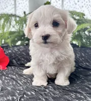 Allison , a female Maltese for sale in Rock Stream, NY – 5 of 10
