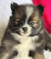 Emilia, a female Pomeranian for sale in Rock Stream, NY – Photo 7 of 10