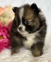 Emilia, a female Pomeranian for sale in Rock Stream, NY – Photo 6 of 10