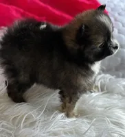 Emilia, a female Pomeranian for sale in Rock Stream, NY – Photo 10 of 10